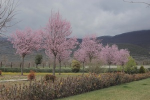 giardino giardino